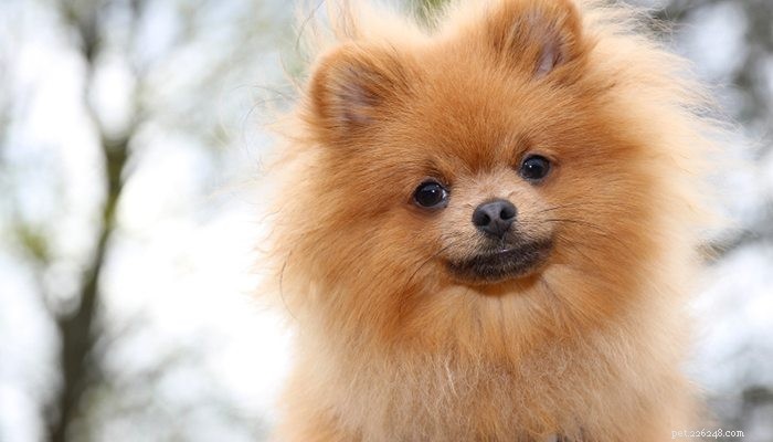 6 Proven Ways to Reduce Your Dog s Cancer Risk