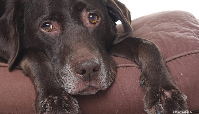 Trim Your Dog’s Nails Safely at Home: A Simple Guide