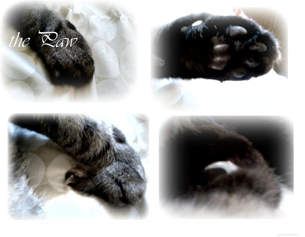 Trim Your Dog’s Nails Safely at Home: A Simple Guide