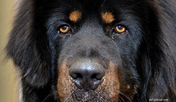 Is Your Dog Experiencing Acid Reflux? Signs & Solutions