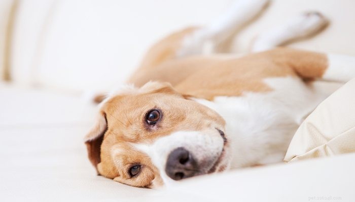 Understanding Dog Flatulence: Causes & How to Help Your Pet