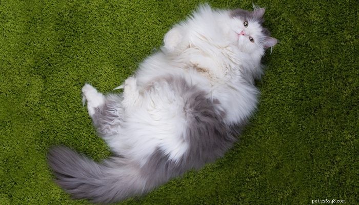 How to Choose the Right Food for an Overweight Pet: A Comprehensive Guide