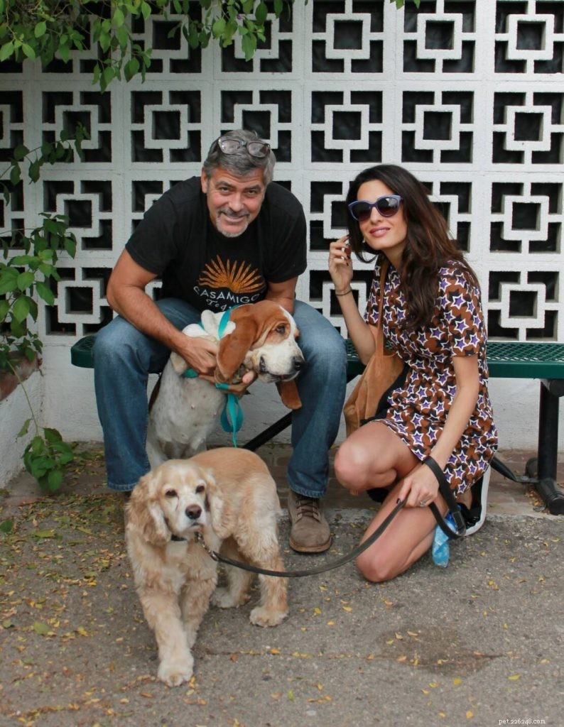 George and Amal Clooney Adopt a Rescue Basset Hound Mix