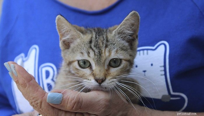 Bark Avenue Foundation: Grassroots Initiative Tackling Urban Animal Overpopulation