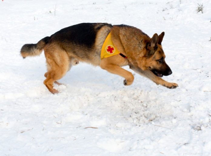 How to Train and Certify a Dog for Search and Rescue Operations