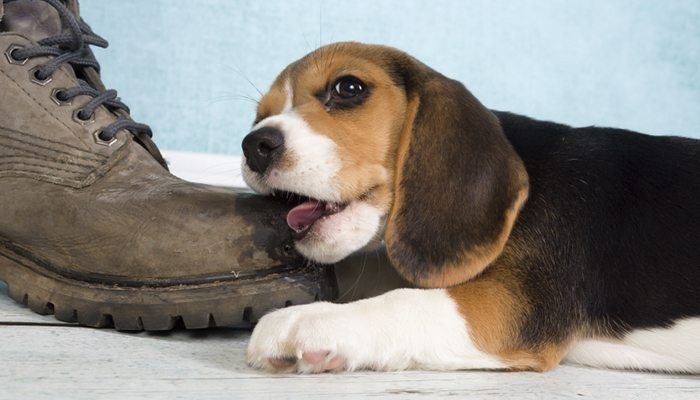 Stop Your Dog From Chewing Everything: Proven Strategies