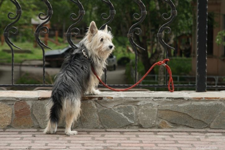 Master Boundary Training for Your Dog—With or Without a Shock Collar