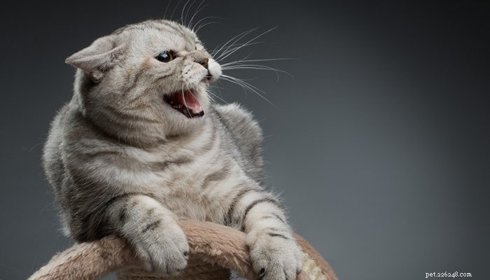 How to Stop Redirected Aggression in Cats: Prevention Tips
