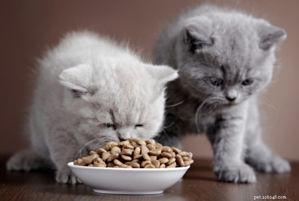 Discover 4 Surprising Facts About Cats That Will Amaze You