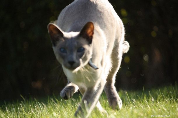 Discover 4 Surprising Facts About Cats That Will Amaze You