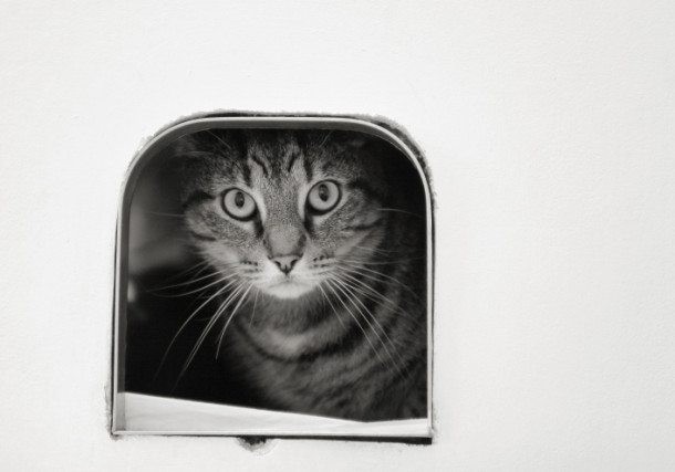 Discover 4 Surprising Facts About Cats That Will Amaze You