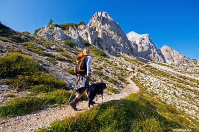 Essential Gear Every Dog Owner Needs for a Safe Hiking Adventure