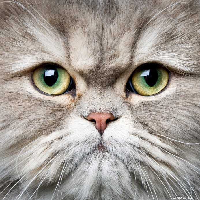Top 15 Cat Breeds Loved by Owners Worldwide