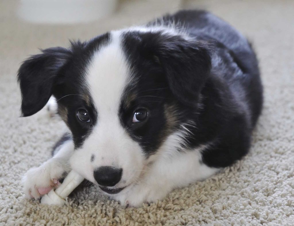 Australian Shepherd Breed Profile: Traits, History & Care