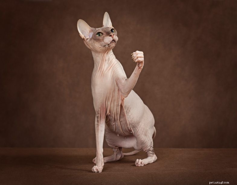 Explore 15 Distinctive Cat Breeds: Uniqueness in Appearance and Personality