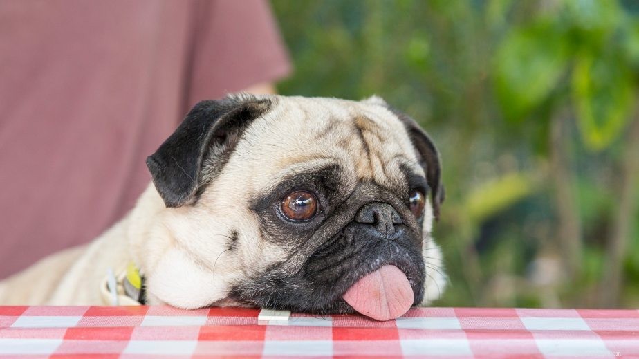 Discover Why Pugs Are the Ultimate Companion: 15 Irresistible Facts