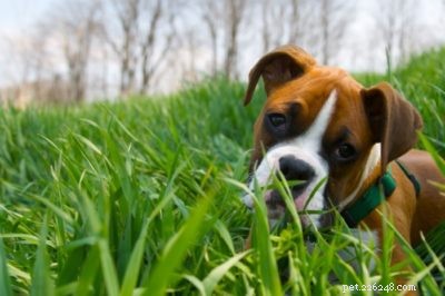 Bully Breeds Unveiled: Facts, Myths, and Responsible Ownership