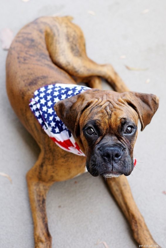 Essential 4th of July Pet Safety Guide: Keep Dogs & Cats Safe