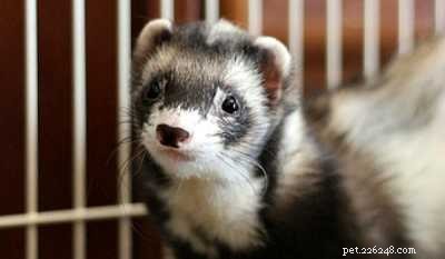 Ferrets 101: Everything You Must Know Before Adopting