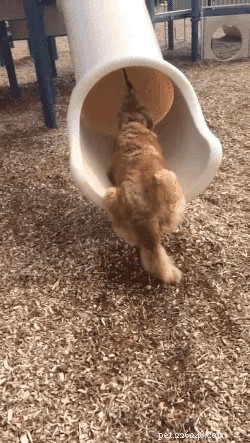 Understanding Why Dogs Mimic Each Other and How to Manage It