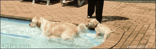 Understanding Why Dogs Mimic Each Other and How to Manage It