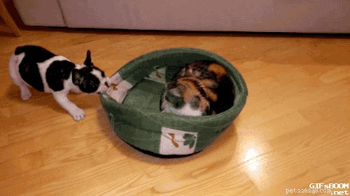 Understanding Why Dogs Mimic Each Other and How to Manage It