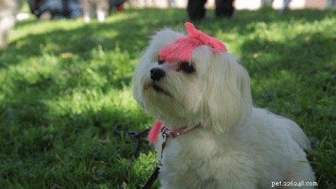 Understanding Why Dogs Mimic Each Other and How to Manage It
