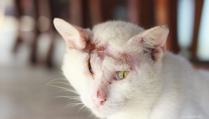 Recognizing Hidden Signs of Animal Abuse: A Guide for Caregivers