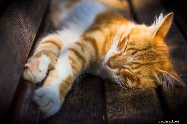 Discover Fascinating Insights into Your Pets—From Dogs to Iguanas