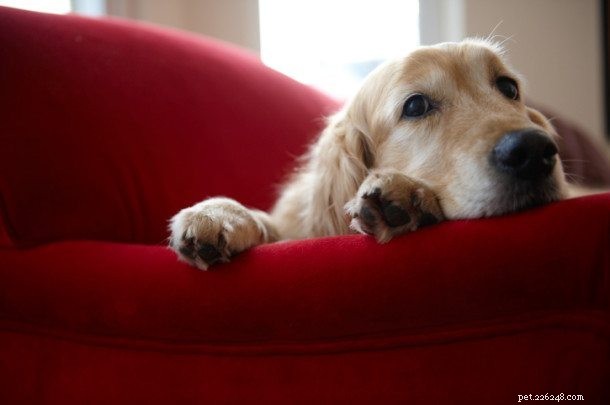Discover Fascinating Insights into Your Pets—From Dogs to Iguanas