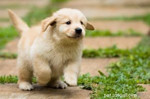Top 10 Unconventional Dog Names That Stand Out