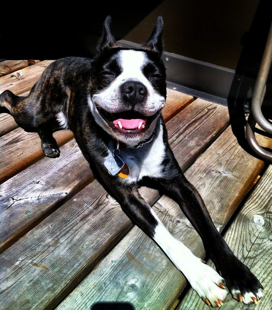 22 Hilarious Dog Jokes That Will Make You Smile