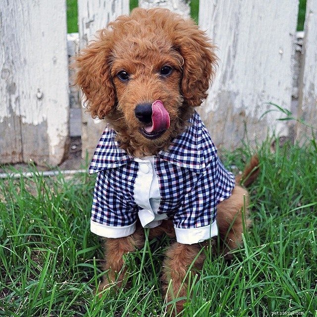 Top 15 Fashionable Dogs That Will Melt Your Heart