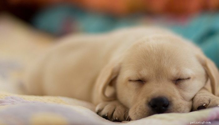 21 Adorable Puppies: 21 Photos of Their Sleepy Moments