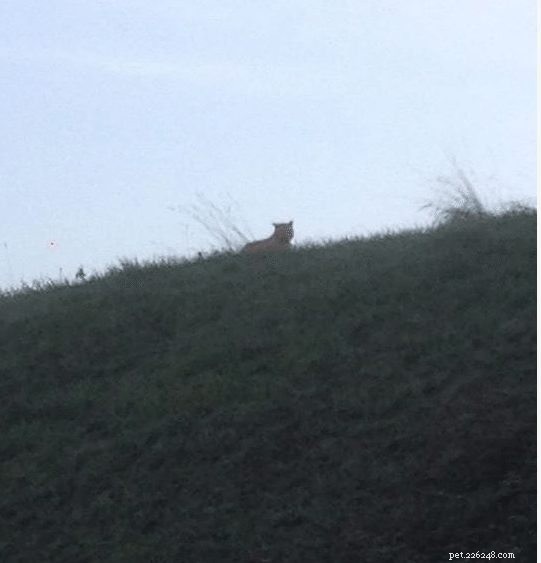 Disneyland Paris Faces Mystery Animal Intrusion