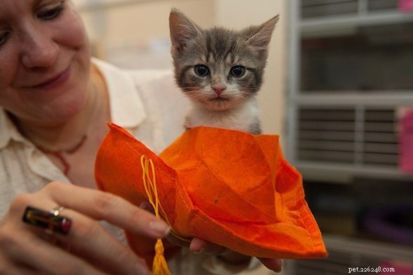 ASPCA Celebrates Kittergarten Graduation, 300 Kittens Ready for Adoption