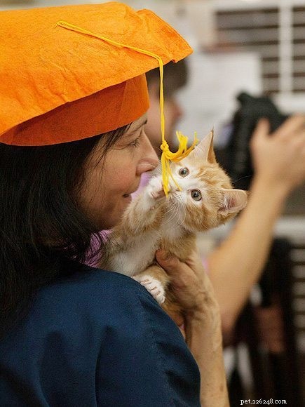 ASPCA Celebrates Kittergarten Graduation, 300 Kittens Ready for Adoption