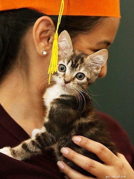 ASPCA Celebrates Kittergarten Graduation, 300 Kittens Ready for Adoption