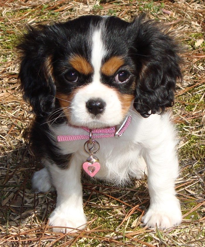 17 Adorable Puppies That Will Brighten Your Day