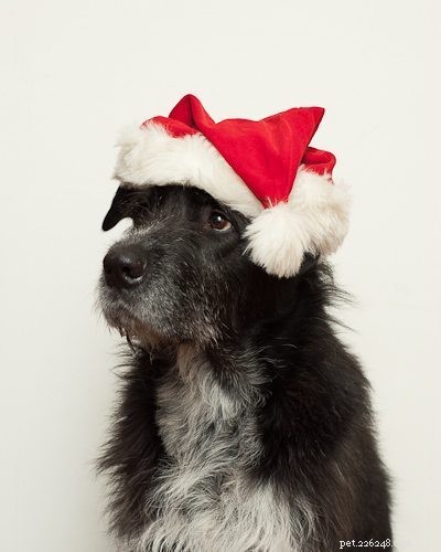 10 Festive Dogs Guaranteed to Brighten Your Holiday Season
