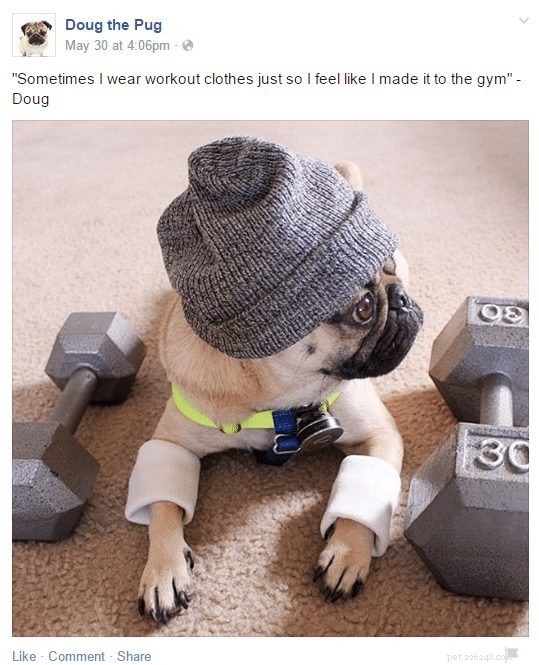 Doug the Pug: The Instagram Sensation You Can’t Resist