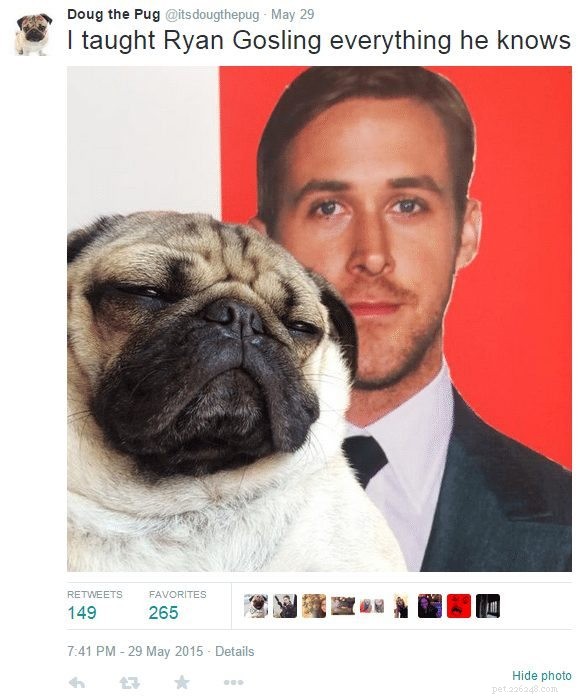 Doug the Pug: The Instagram Sensation You Can’t Resist