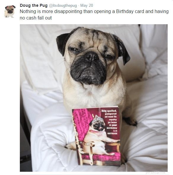 Doug the Pug: The Instagram Sensation You Can’t Resist