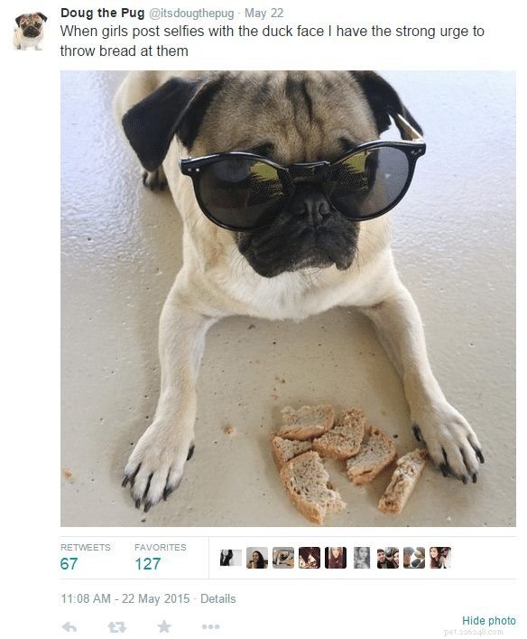 Doug the Pug: The Instagram Sensation You Can’t Resist