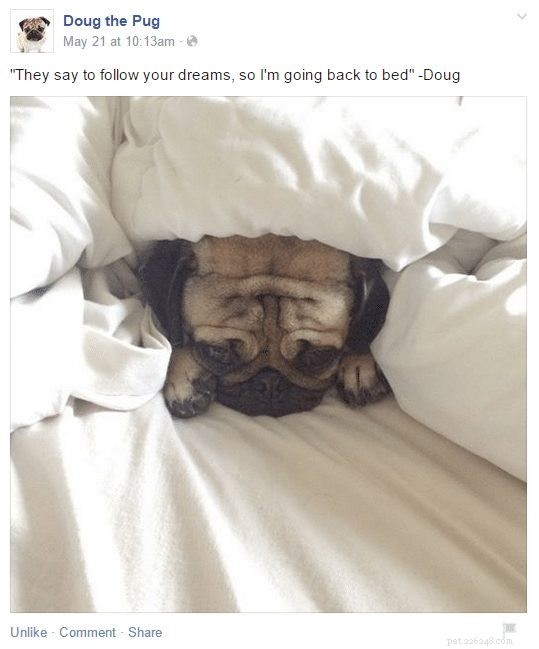 Doug the Pug: The Instagram Sensation You Can’t Resist