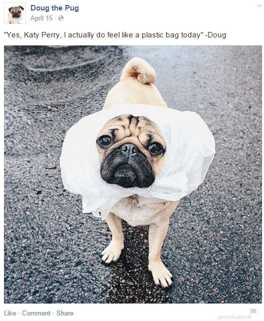 Doug the Pug: The Instagram Sensation You Can’t Resist