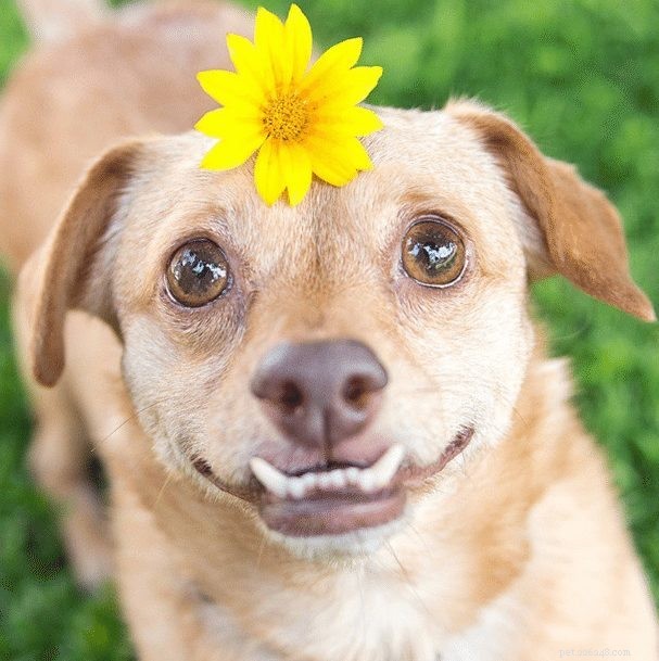 From Near-Death to Instagram Stardom: Daisy Underbite s Inspiring Rescue Story