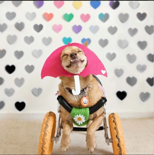 From Near-Death to Instagram Stardom: Daisy Underbite s Inspiring Rescue Story