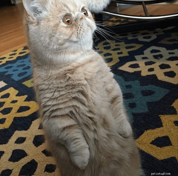 Meet George: The Cat That Stands on Two Legs