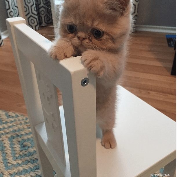 Meet George: The Cat That Stands on Two Legs